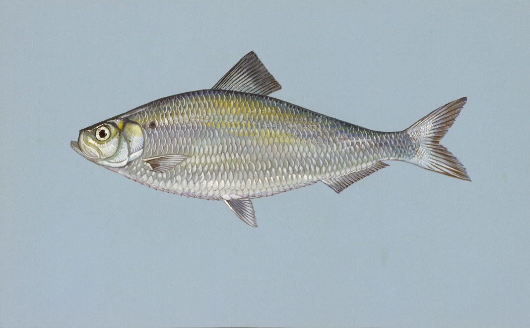 Mississippi Fish Identification Chart