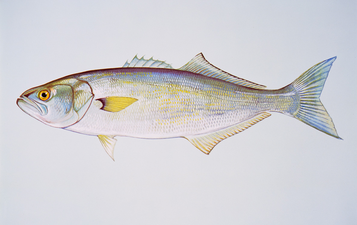 Mississippi Fish Identification Chart