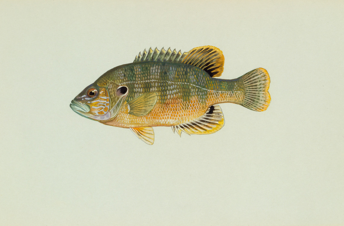 Mississippi Saltwater Fish Identification Chart