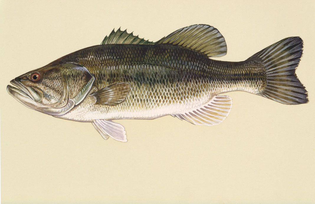 Mississippi Saltwater Fish Identification Chart